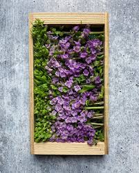 Fresh Japanese Hanahojiso - Shiso Flower Buds 5g