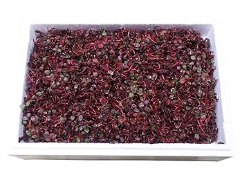 Fresh Japanese Benitade - Red Water Pepper Sprouts 100g