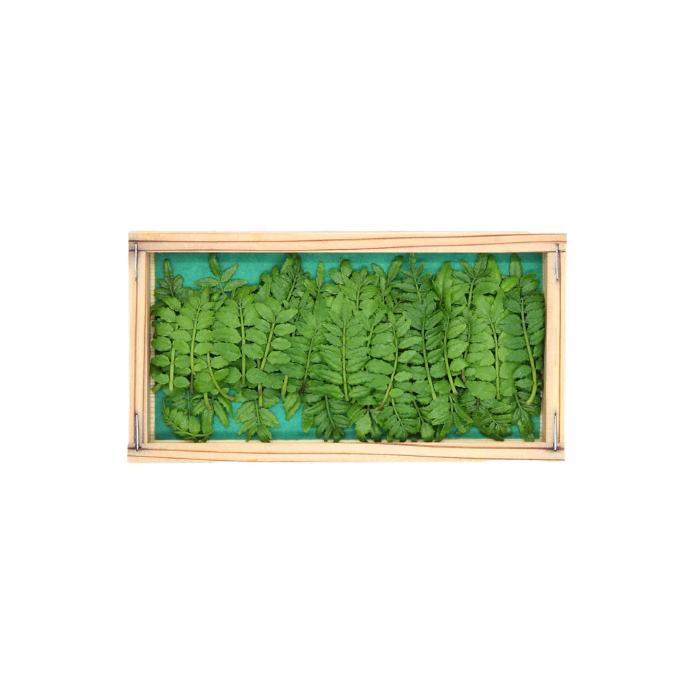 Fresh Kinome - Young Sansho Leaves 50g