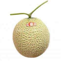 Japanese Earth Melon 1pc