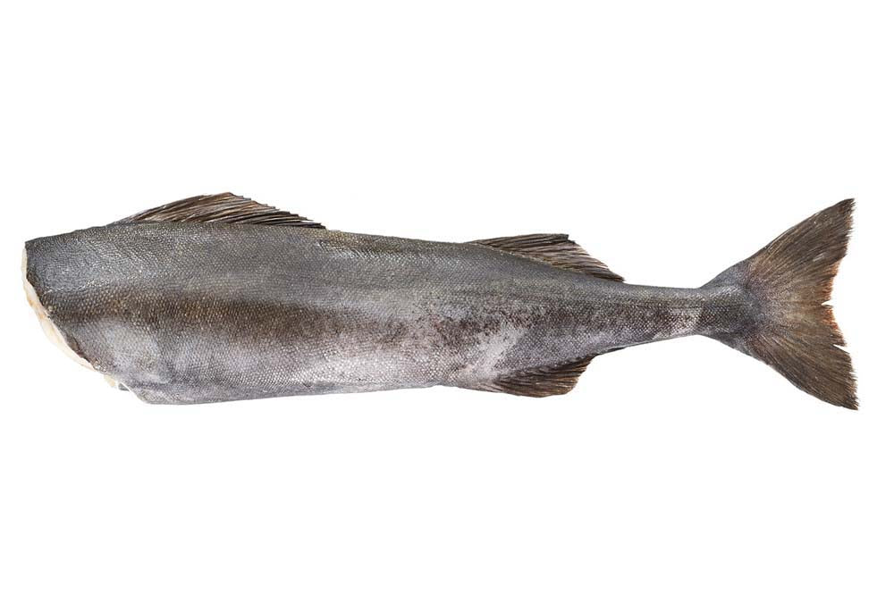 Headed & Gutted Black Cod 5-7lb